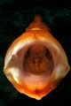   Jawning froggie  